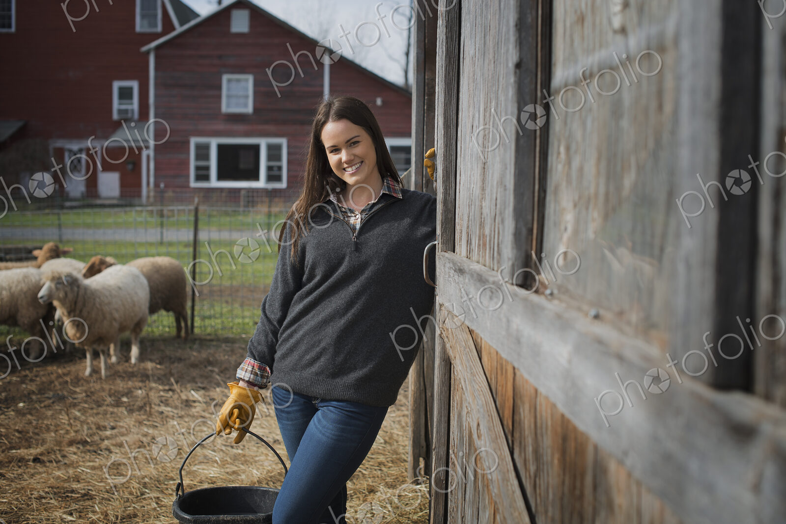 A small organic dairy farm with a mixed herd of cows and goats. Farmer working and…