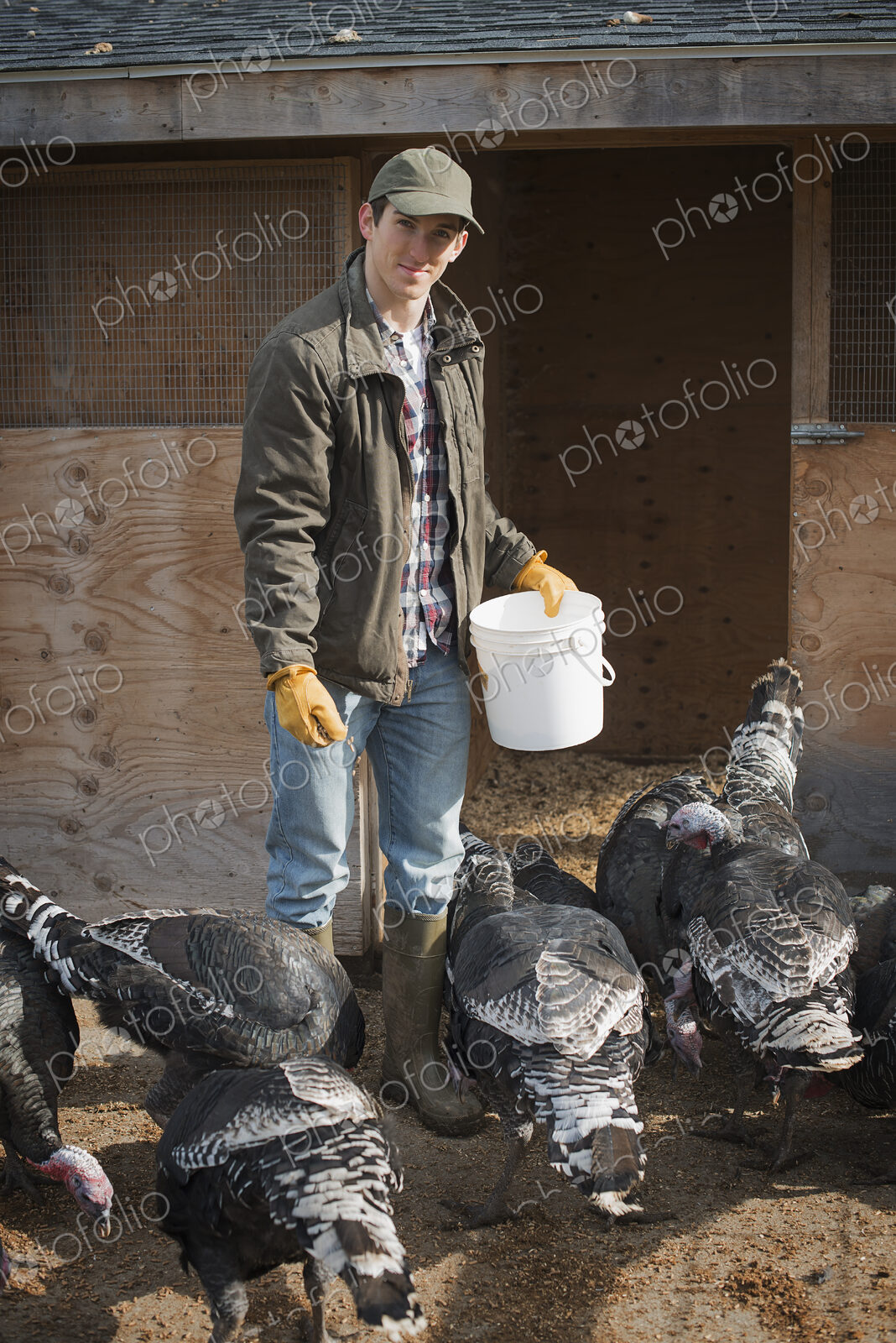 A small organic dairy farm with a mixed herd of cows and goats. Farmer working and…