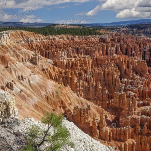 A small pine clings to the edge of a cliff above the towering hoodoos of Bryce Canyon…