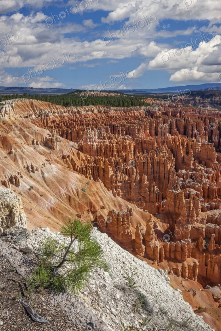 A small pine clings to the edge of a cliff above the towering hoodoos of Bryce Canyon…