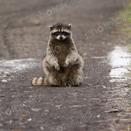 A small raccoon sitting in the road in San Juan Island, Washington