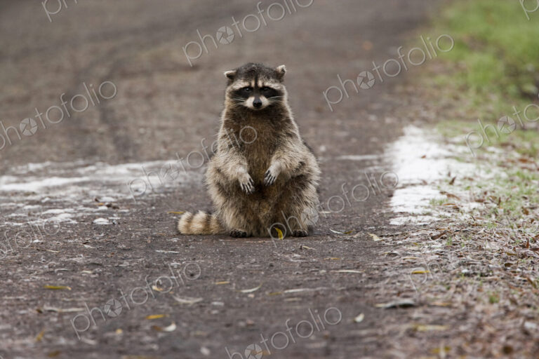 A small raccoon sitting in the road in San Juan Island, Washington
