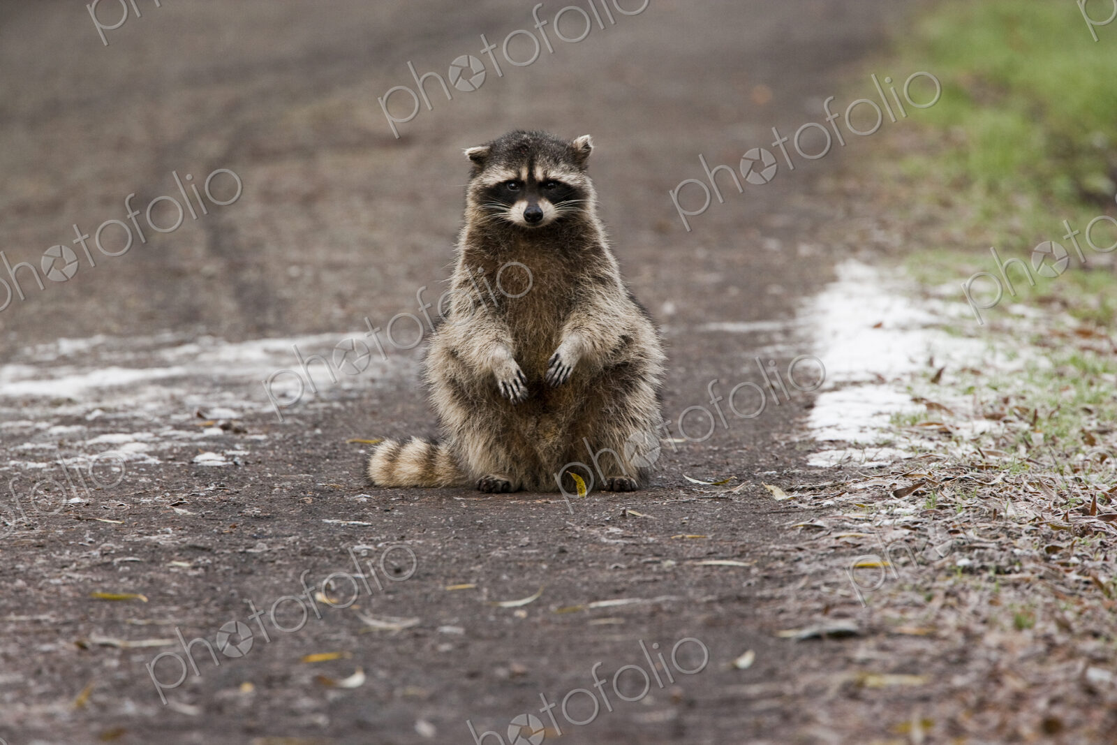 A small raccoon sitting in the road in San Juan Island, Washington