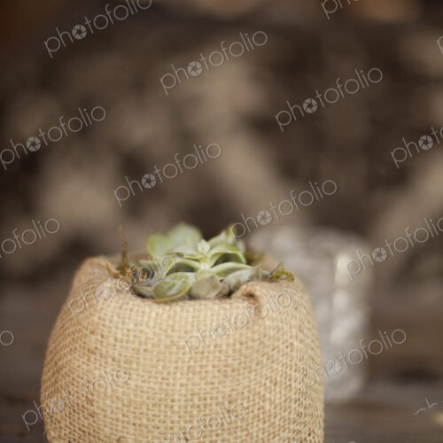 A small succulent plant in a container covered with hessian, on a dining table.