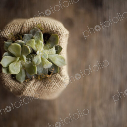 A small succulent plant in a container covered with hessian or burlap, on a dining table.