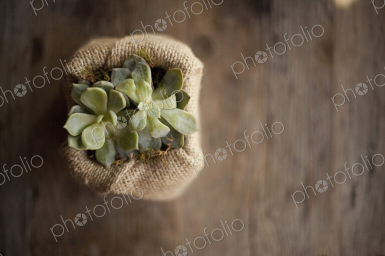 A small succulent plant in a container covered with hessian or burlap, on a dining table.