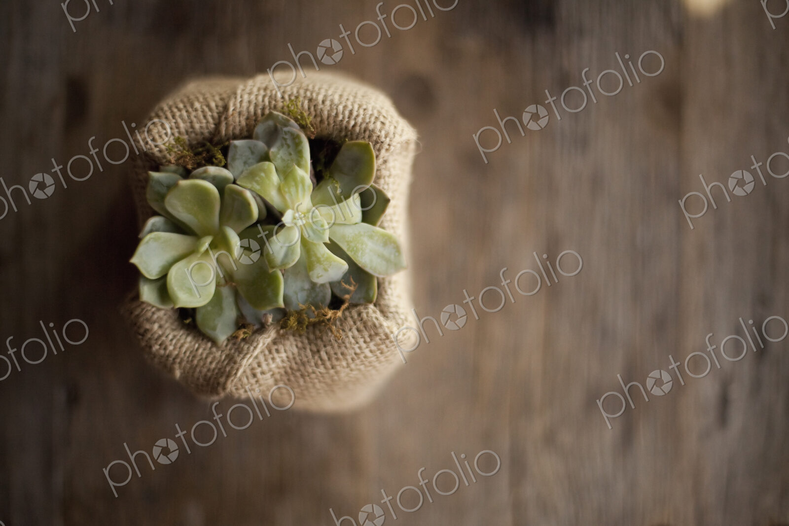 A small succulent plant in a container covered with hessian or burlap, on a dining table.
