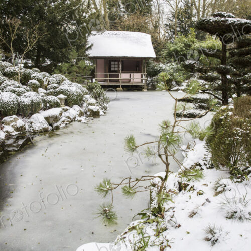 A small tea house in a Japanese style garden, traditional planting of evergreens and…