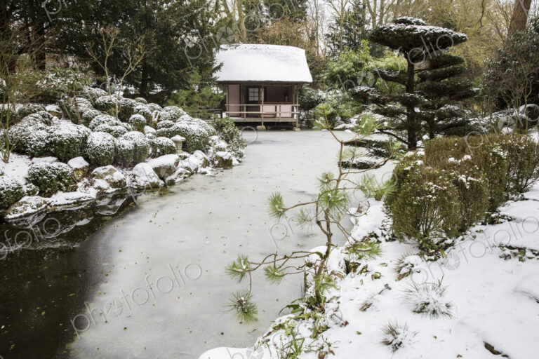 A small tea house in a Japanese style garden, traditional planting of evergreens and…