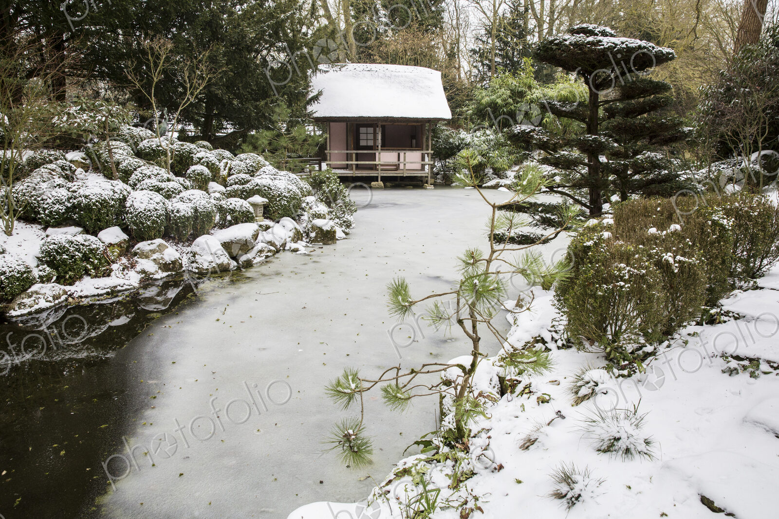 A small tea house in a Japanese style garden, traditional planting of evergreens and…