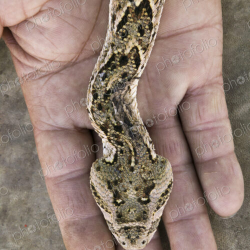 A snake, Bitis arietans, on the hand of a snake charmer in Morocco A snake, Bitis arietans, on the hand of a snake charmer in Morocco