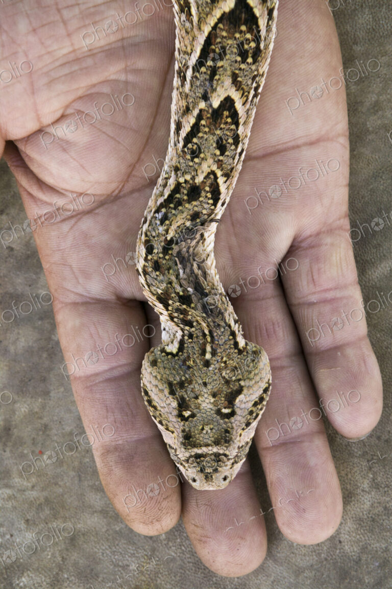 A snake, Bitis arietans, on the hand of a snake charmer in Morocco