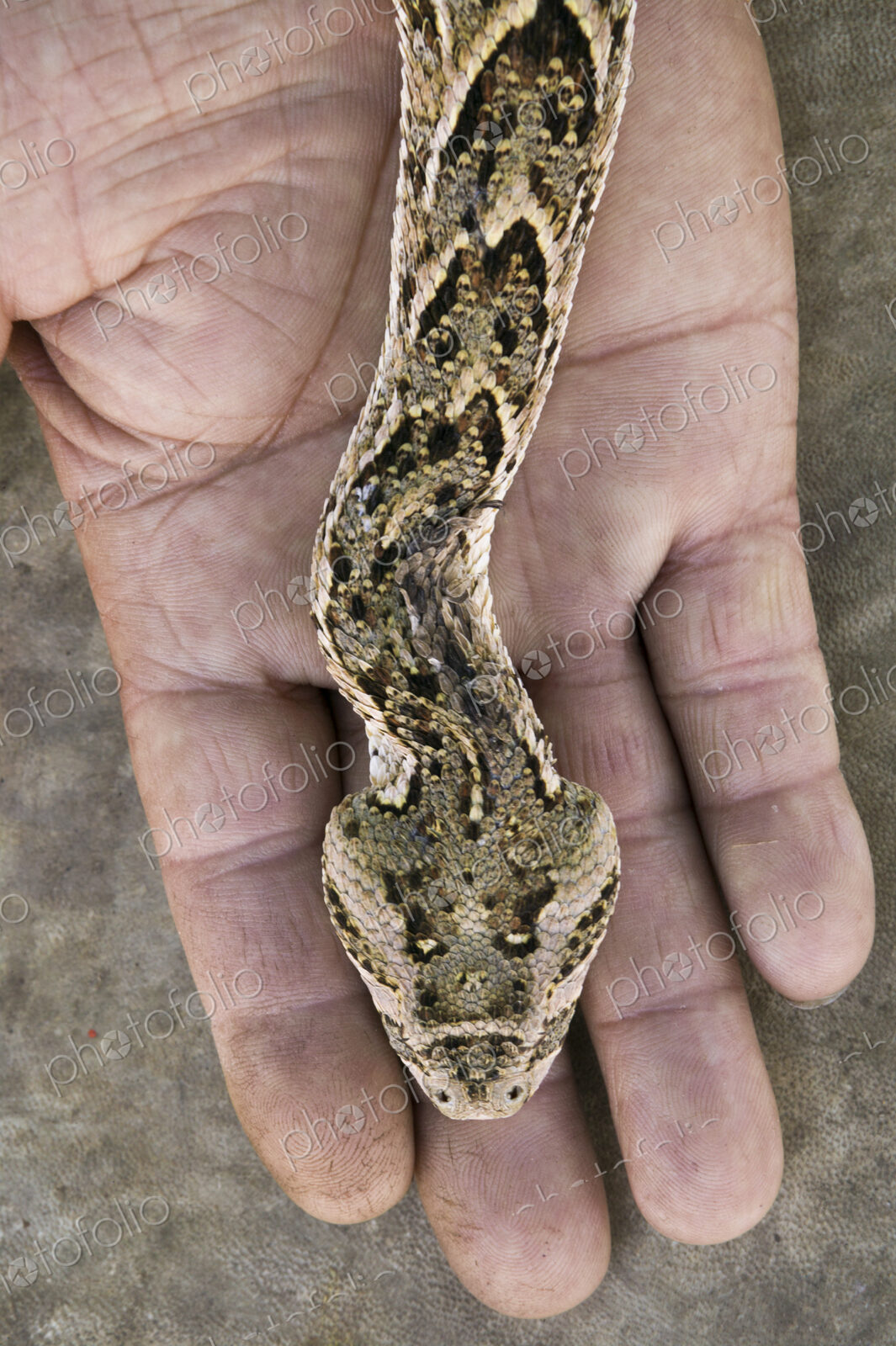 A snake, Bitis arietans, on the hand of a snake charmer in Morocco