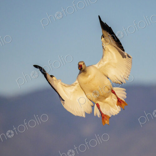 A snow goose, Anser caerulescens, with its wings outstretched, coming into land. A snow goose, Anser caerulescens, with its wings outstretched, coming into land.