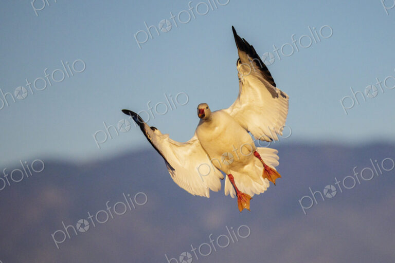 A snow goose, Anser caerulescens, with its wings outstretched, coming into land.