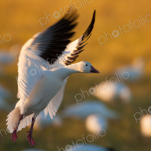 A snow goose landing on the ground in Bosque del Apache National Wildlife Refuge, New… A snow goose landing on the ground in Bosque del Apache National Wildlife Refuge, New…