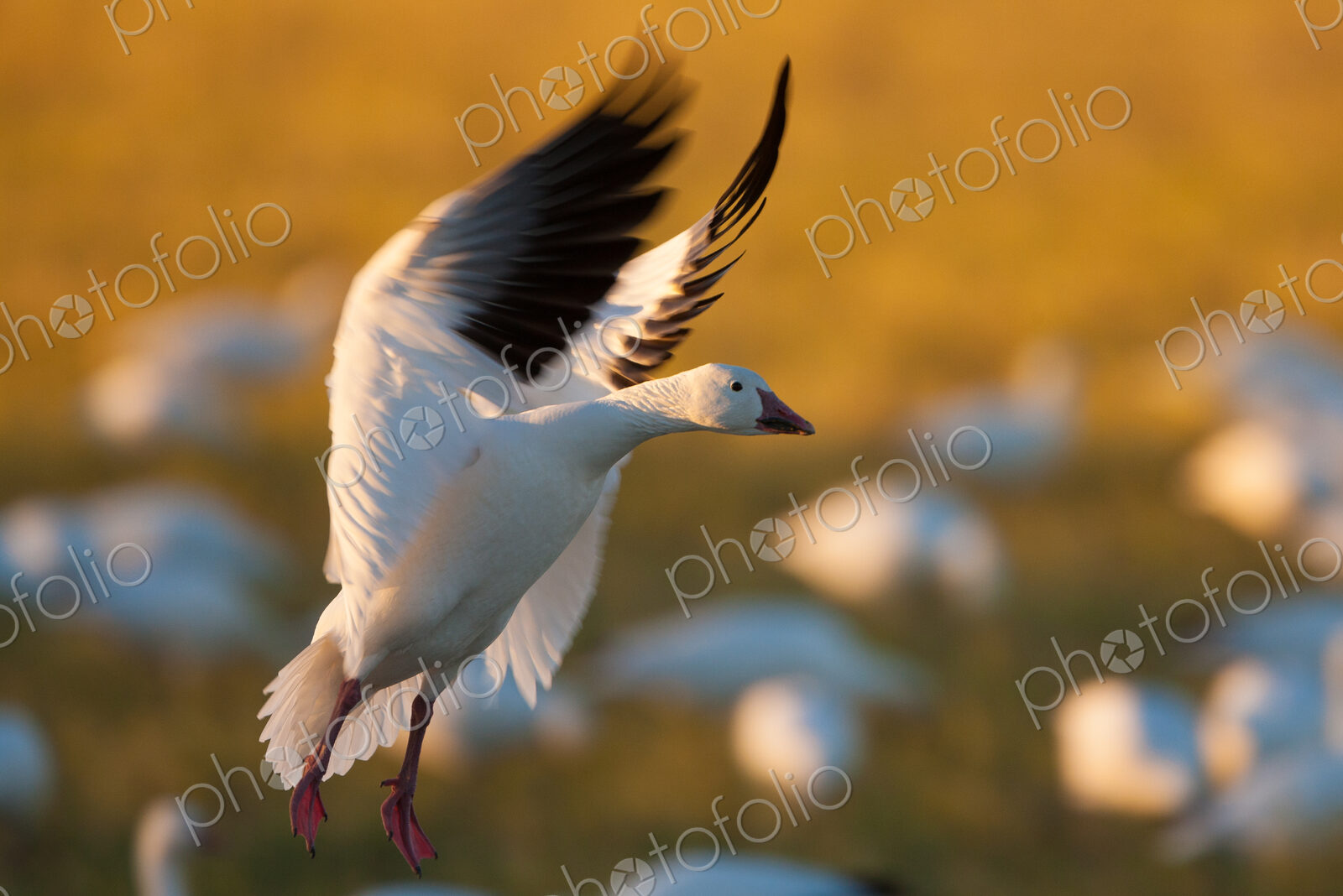 A snow goose landing on the ground in Bosque del Apache National Wildlife Refuge, New…