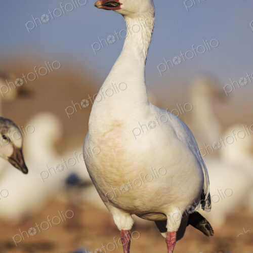 A snow goose,Anser caerulescens, on the ground, head up.