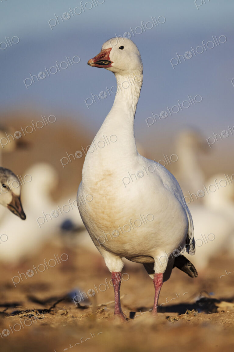 A snow goose,Anser caerulescens, on the ground, head up.
