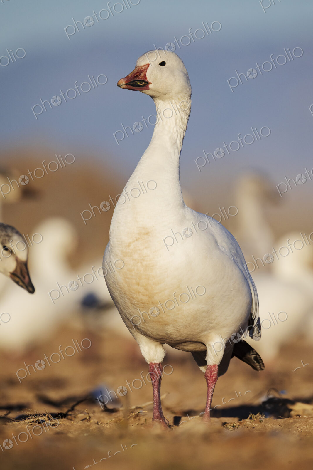 A snow goose,Anser caerulescens, on the ground, head up.