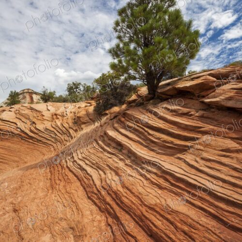 A solitary pine tree clings to sculpted red sandstone in Zion National Park,… A solitary pine tree clings to sculpted red sandstone in Zion National Park,…