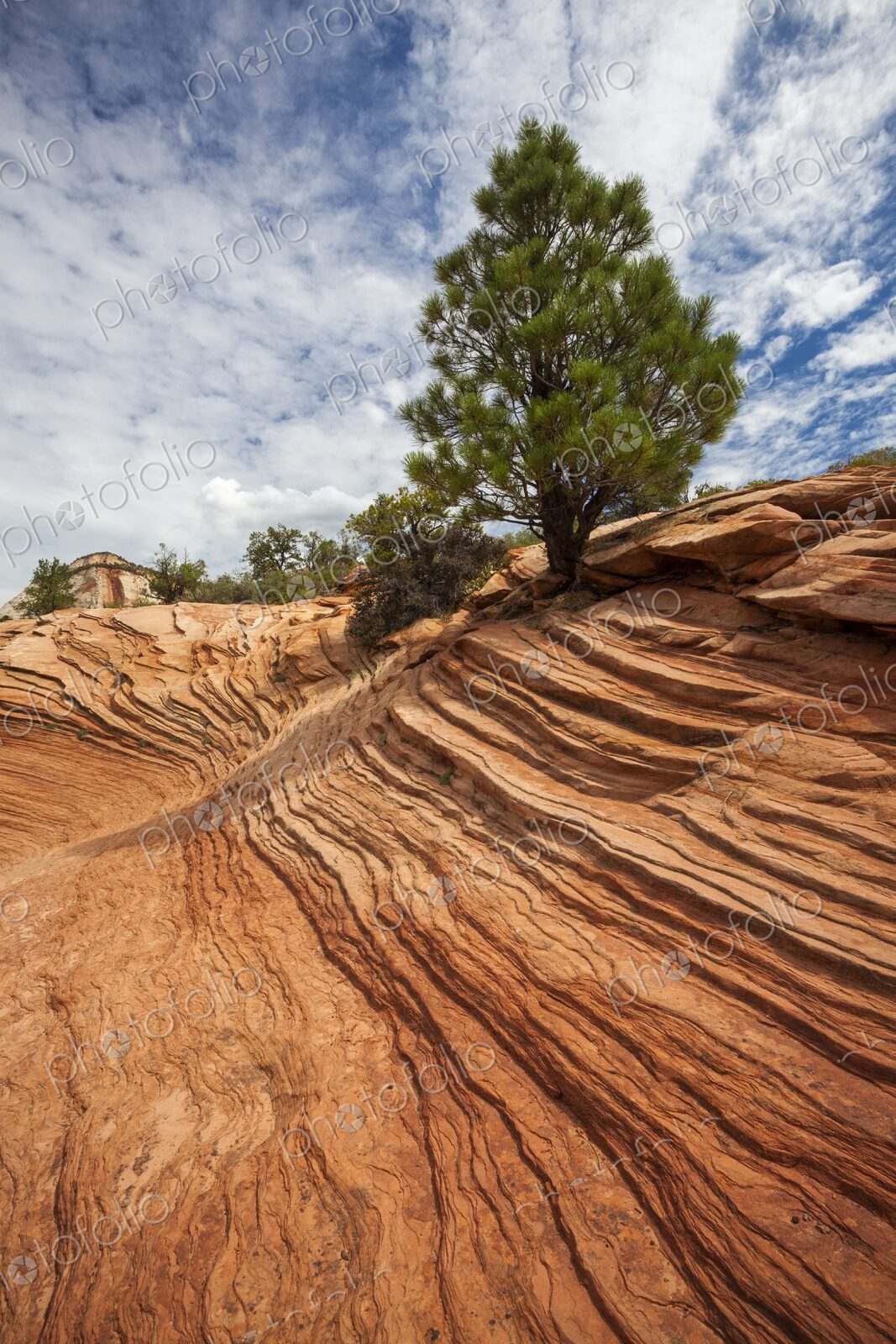 A solitary pine tree clings to sculpted red sandstone in Zion National Park,…