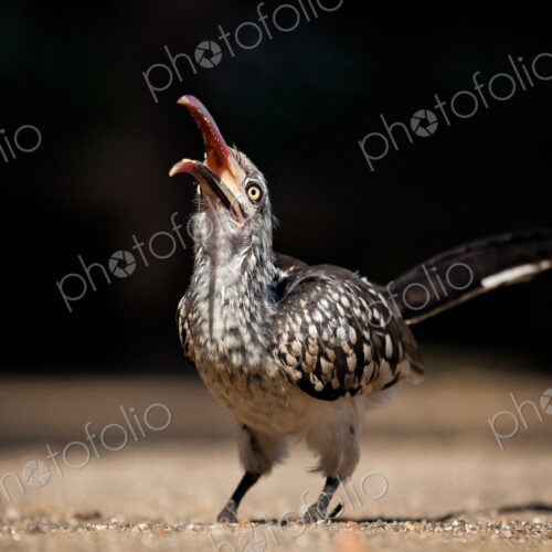 A southern red-billed hornbill, Tockus rufirostris, head facing up with beak open,…