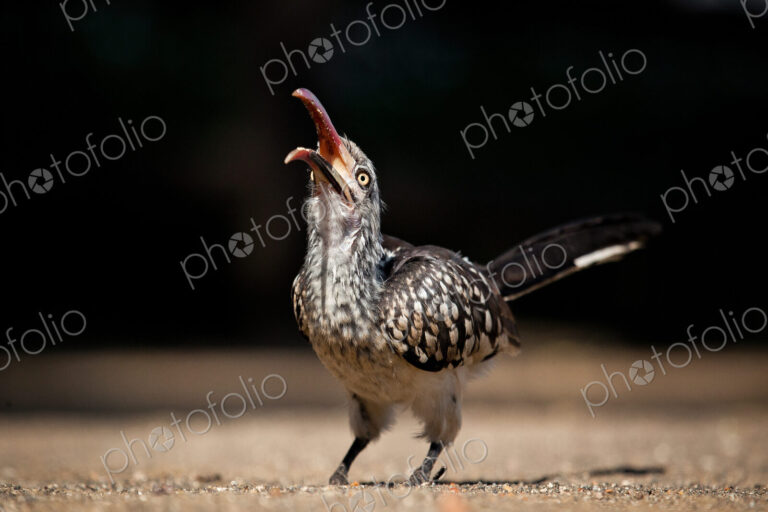 A southern red-billed hornbill, Tockus rufirostris, head facing up with beak open,…