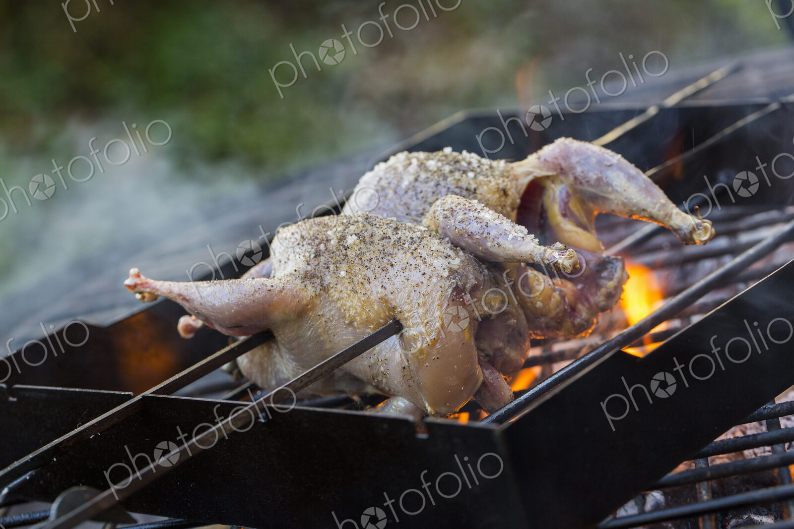 A spatchcocked game bird on skewers roasting on an open fire.
