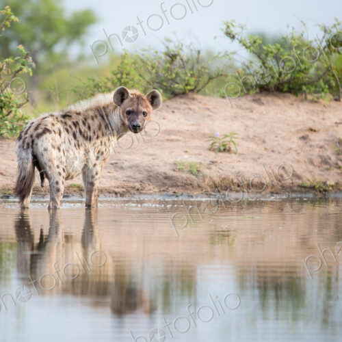 A spotted hyena, Crocuta crocuta, stands in shallow water, alert, bloody face, river… A spotted hyena, Crocuta crocuta, stands in shallow water, alert, bloody face, river…