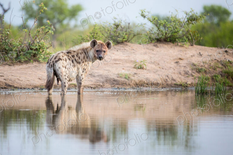 A spotted hyena, Crocuta crocuta, stands in shallow water, alert, bloody face, river…
