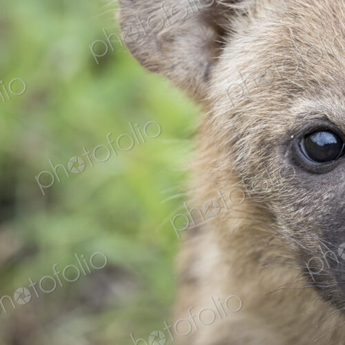 A spotted hyena cub's face, Crocuta crocuta