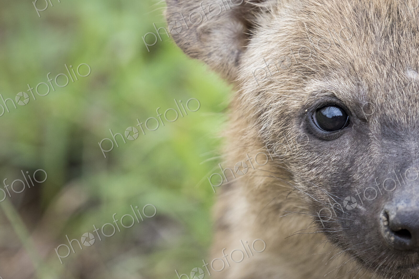 A spotted hyena cub’s face, Crocuta crocuta