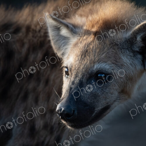A spotted hyena cub's face, Crocuta crocuta
