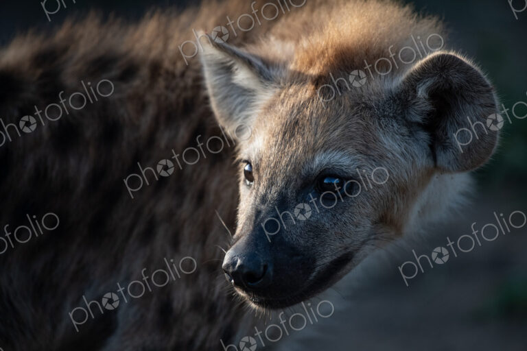 A spotted hyena cub's face, Crocuta crocuta