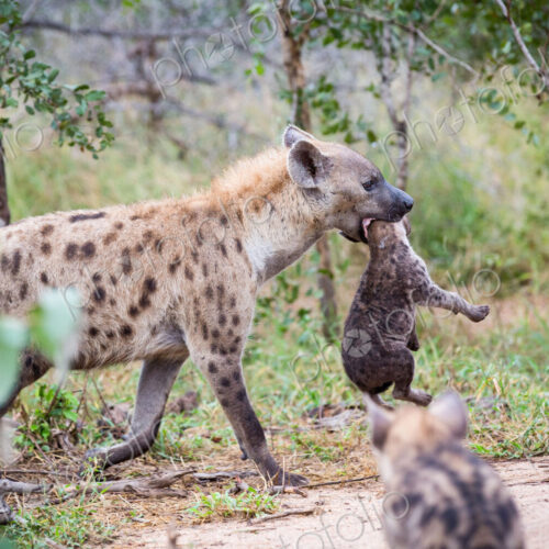 A spotted hyena mother, Crocuta crocuta, carries her cub in her mouth A spotted hyena mother, Crocuta crocuta, carries her cub in her mouth
