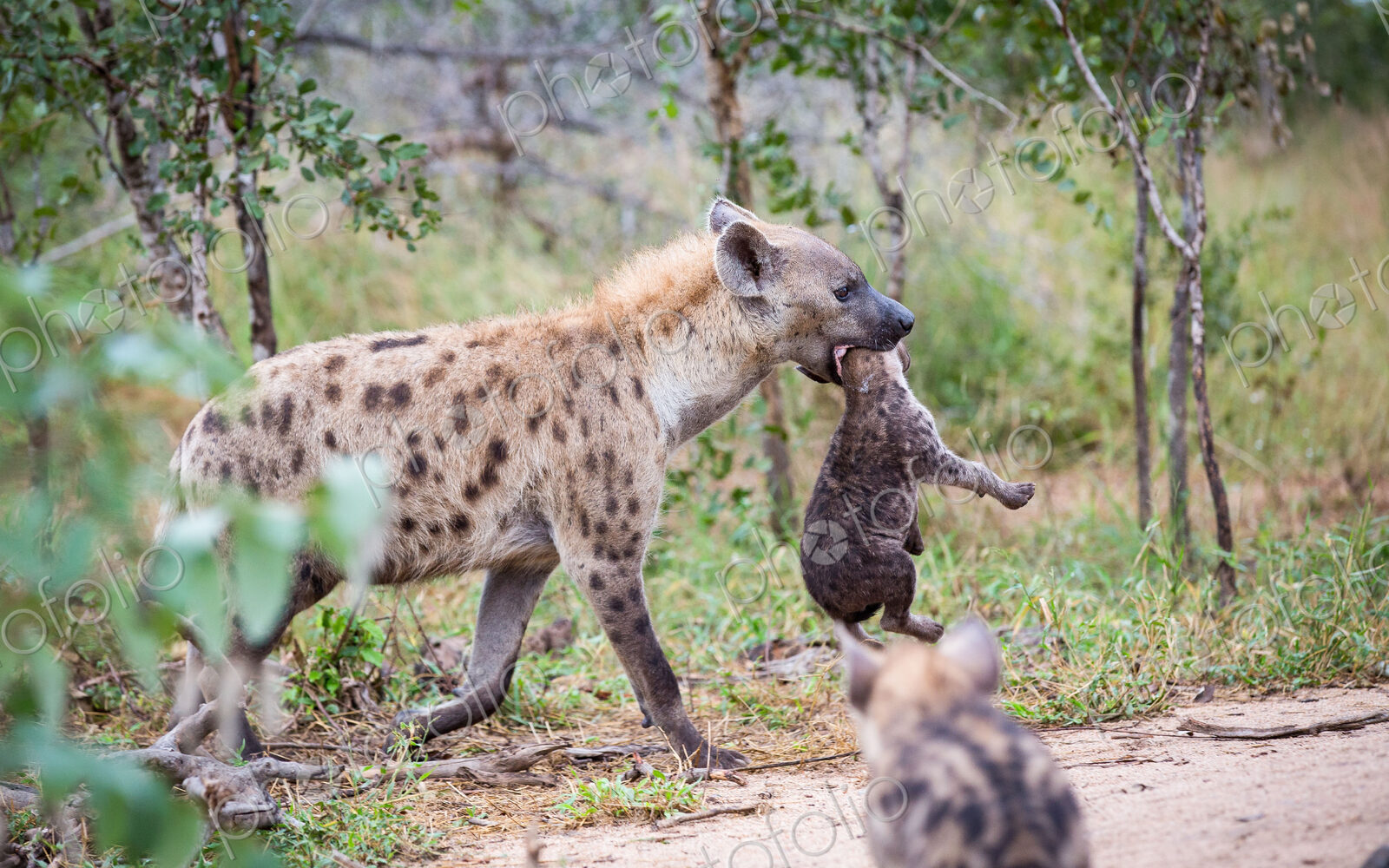 A spotted hyena mother, Crocuta crocuta, carries her cub in her mouth