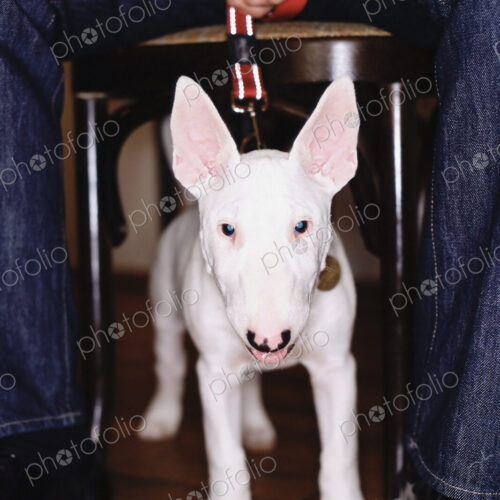 A staffordshire bull terrier dog with a white coat, under a table straining against…