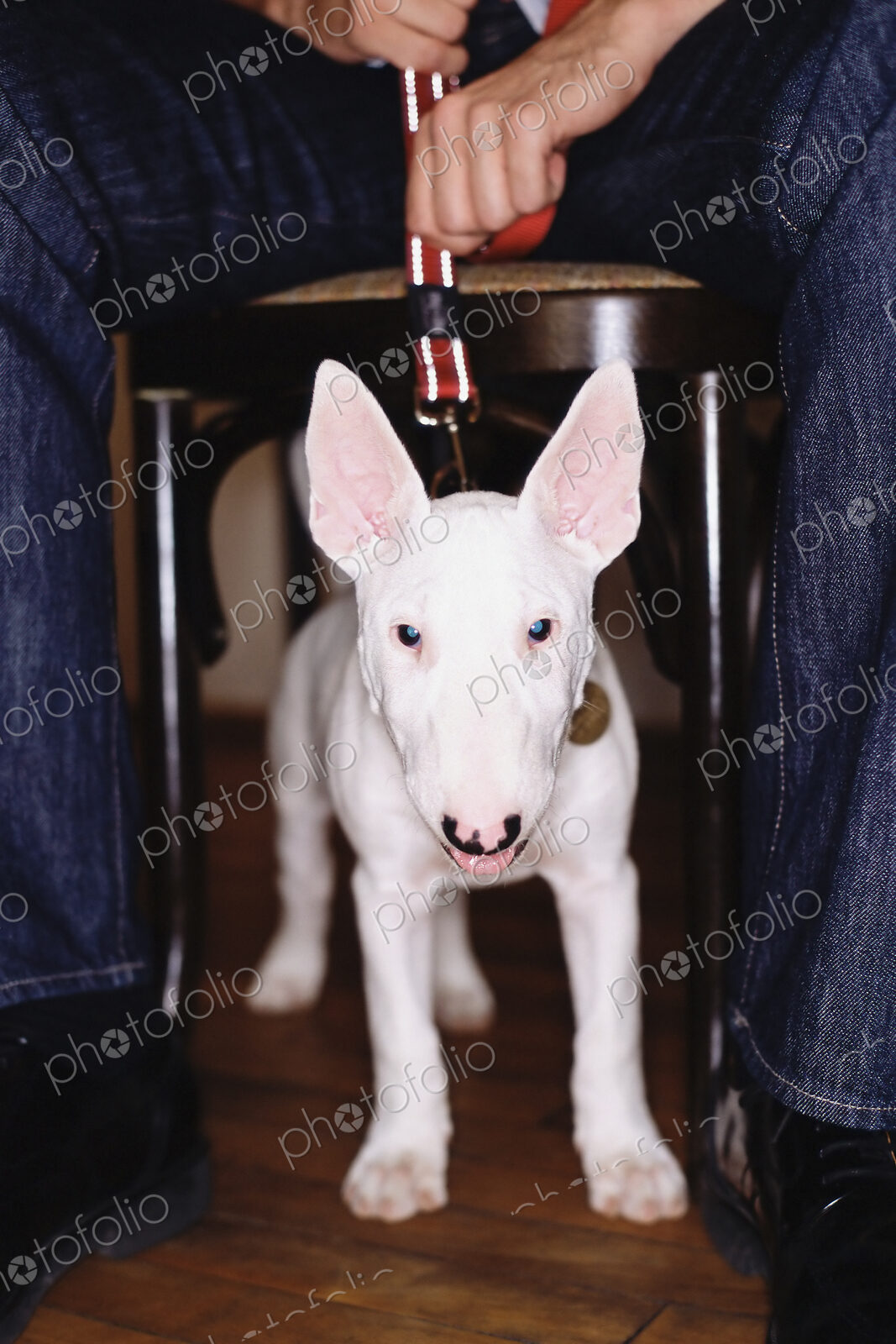 A staffordshire bull terrier dog with a white coat, under a table straining against…