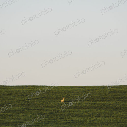 A startled white tail deer in a field of lush, green wheat crop growing near Pullman,…