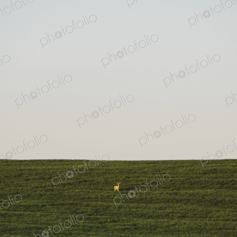 A startled white tail deer in a field of lush, green wheat crop growing near Pullman,…