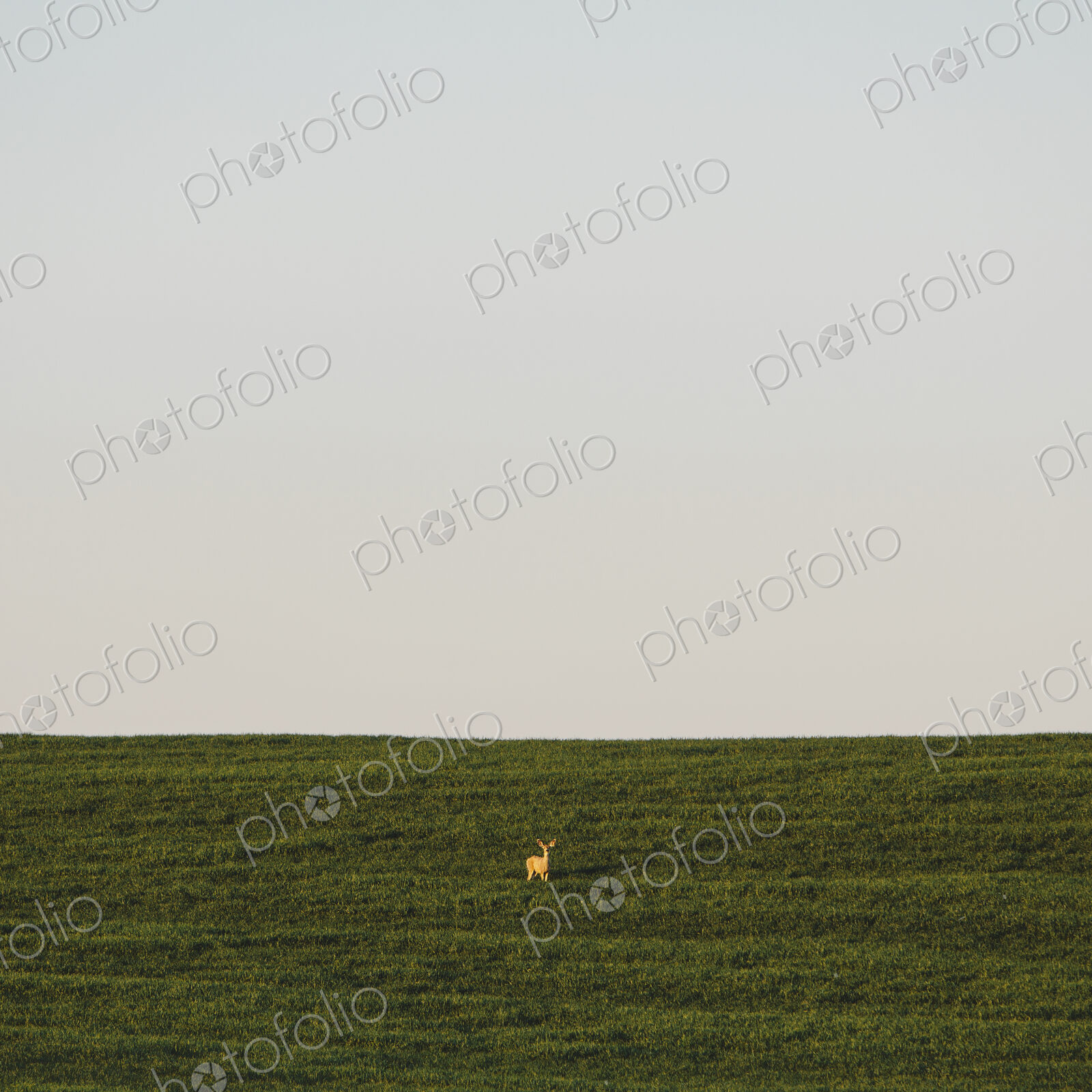 A startled white tail deer in a field of lush, green wheat crop growing near Pullman,…