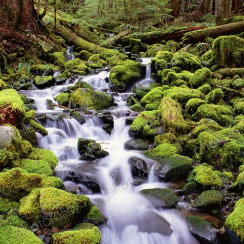 A stream flowing over moss covered rocks in the Olympic National Park, in Washington…