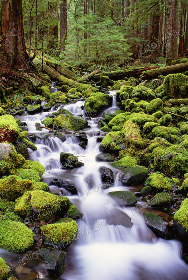 A stream flowing over moss covered rocks in the Olympic National Park, in Washington…