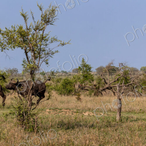 A sub-adult male lion, Panthera leo, chasing a herd of buffalo, Syncerus caffer. A sub-adult male lion, Panthera leo, chasing a herd of buffalo, Syncerus caffer.