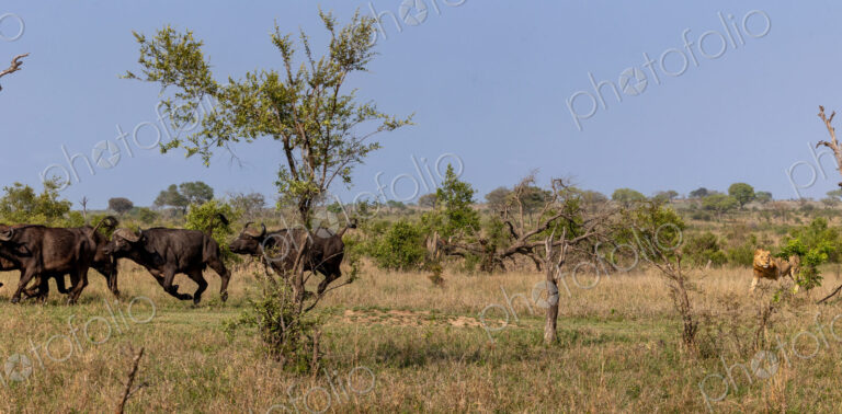 A sub-adult male lion, Panthera leo, chasing a herd of buffalo, Syncerus caffer.