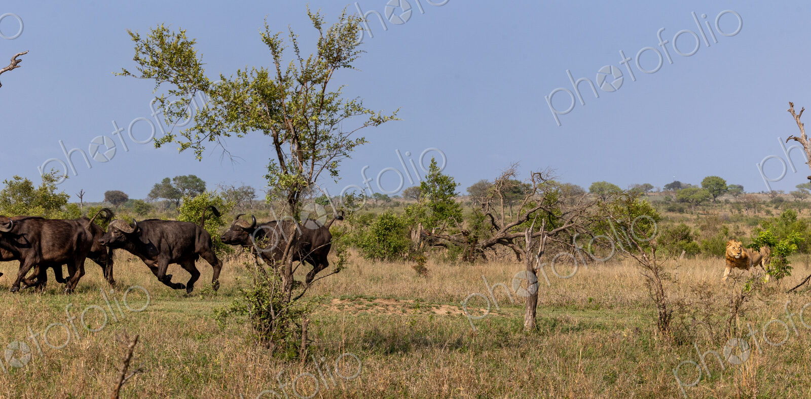A sub-adult male lion, Panthera leo, chasing a herd of buffalo, Syncerus caffer.