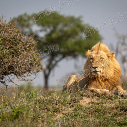A sub-adult male lion, Panthera leo, lying on a mound.