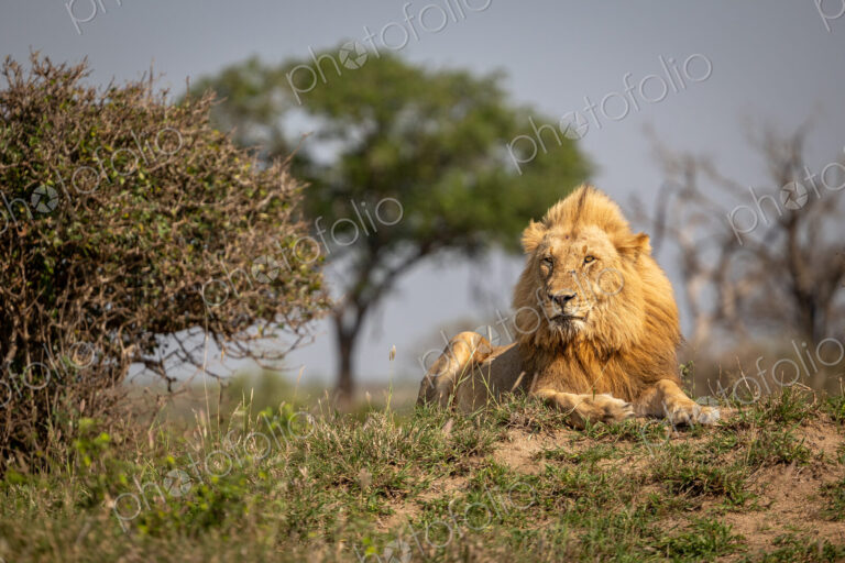 A sub-adult male lion, Panthera leo, lying on a mound.