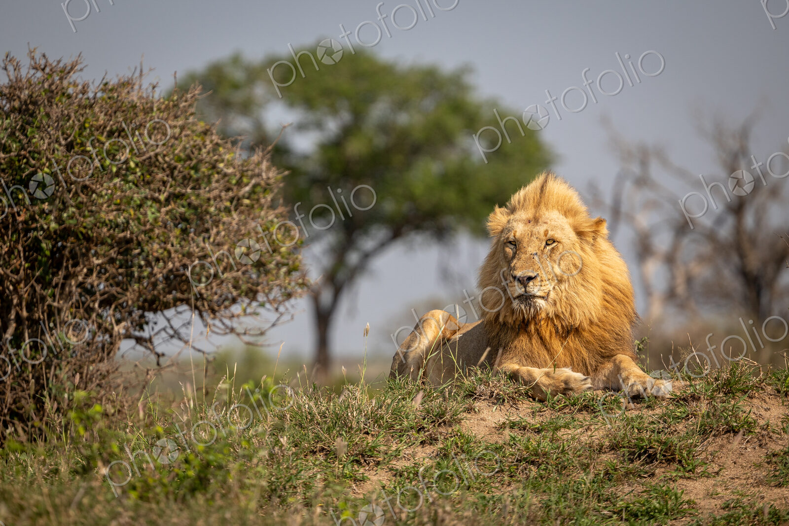 A sub-adult male lion, Panthera leo, lying on a mound.